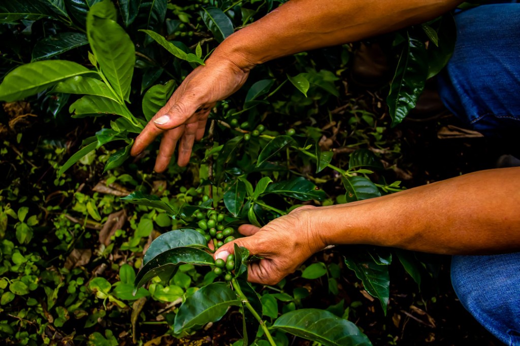 About Finca Deborah | Finca Deborah
