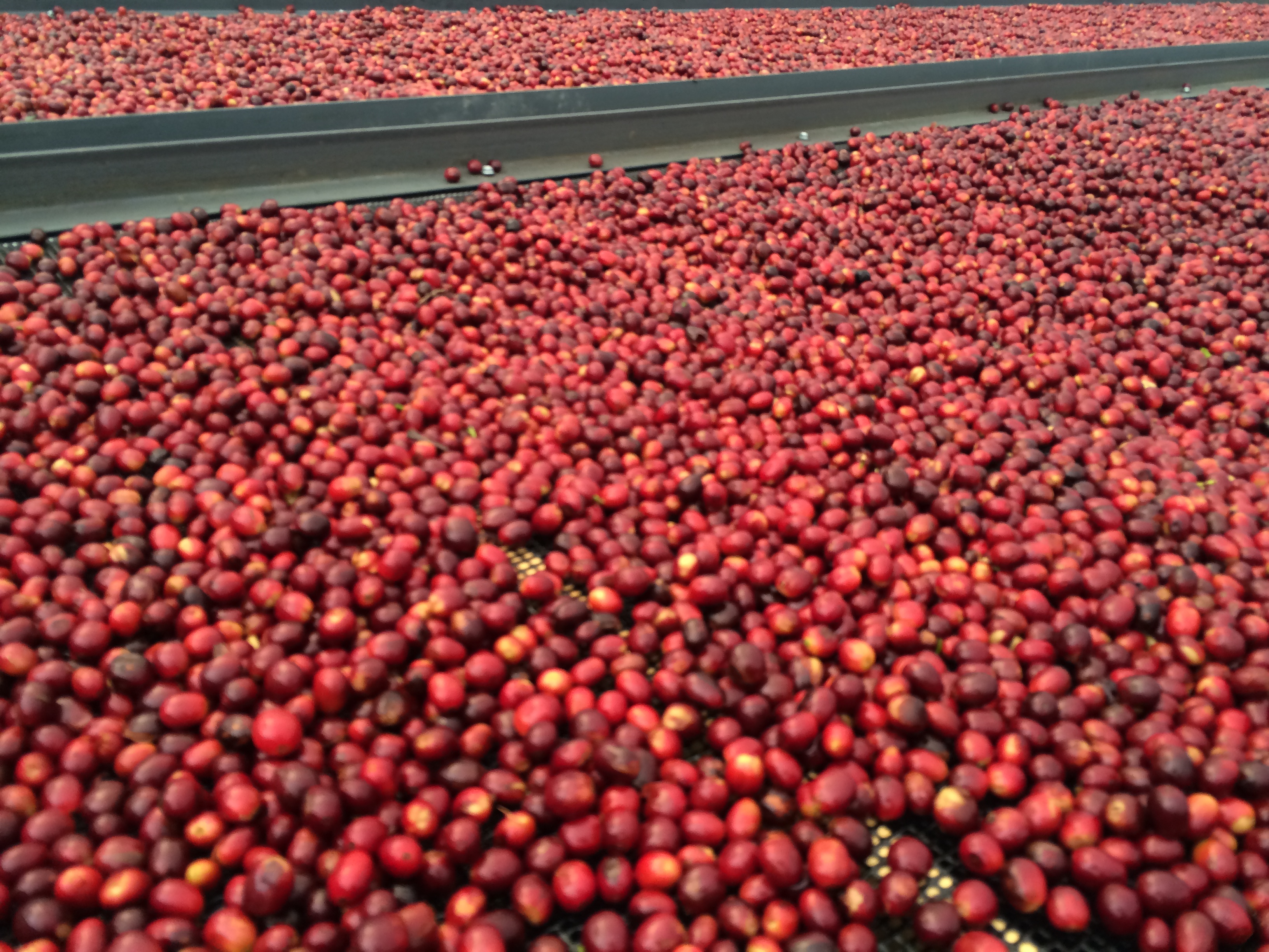 Fresh Geisha coffee berries drying at Finca Deborah in Panama.